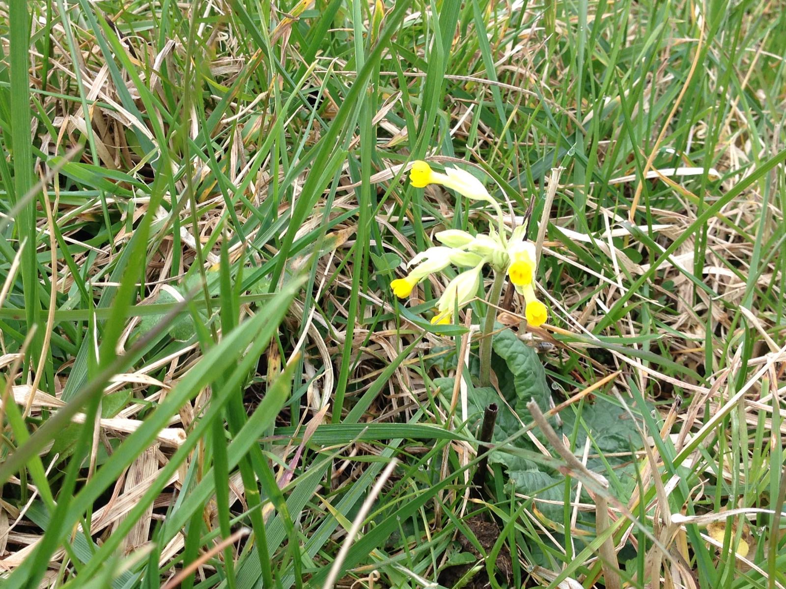 A cowslip photographed three days ago in a meadow at Durlston
